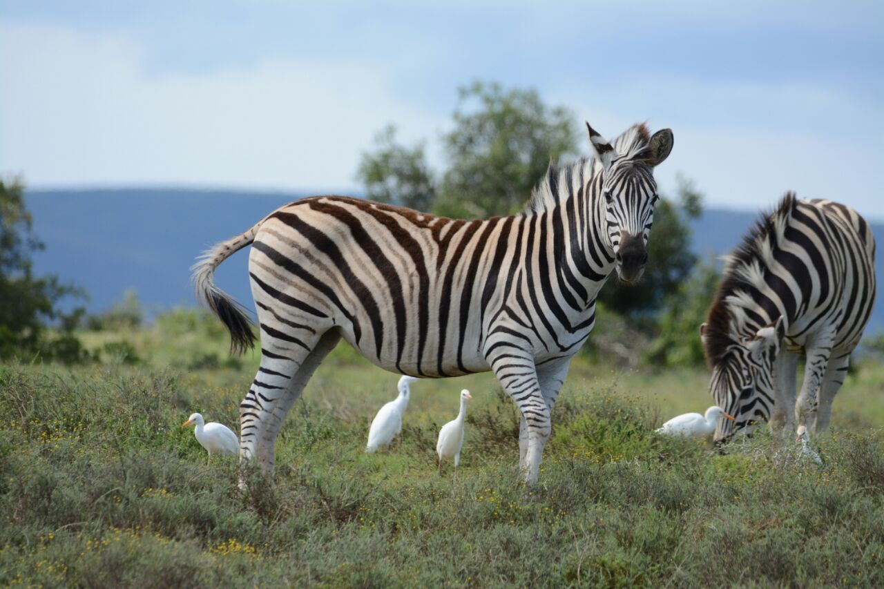 Zebras Zwei Zebras in der Natur